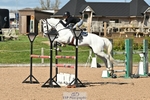Cls 6 Foxhunter and 1.20m portfolio