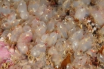 Pycnoclavella stolonialis