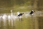 Coots