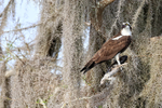 Osprey eating fish on perch, Blue Cypress Lake, Florida