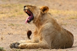 _84Y1042 Amboseli
