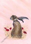 Poppy Hare