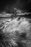 NEWBOROUGH