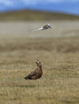 Arctic Tern buzzes Great Skua, Jokulsarlon, Iceland