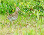 Snipe emerges from undergrowth, Iceland