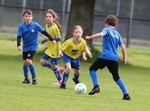 Soccer Bees Under 7 and Under 8 portfolio