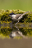 Marsh Tit