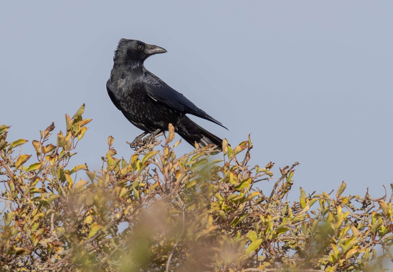 Carrion Crow - Dee Estuary - North Wales