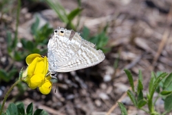 Long Tailed Blue