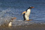 Gentoo Penguin leaping ashore, Sea Lion Island, Falklands