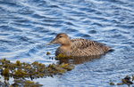 Eider
