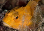 Taurulus bubalis