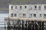 Kittiwakes