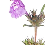 Red Hemp Nettle (Galeopisis angustifolium)