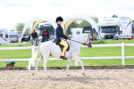 Class 18 - Handsomest Gelding - IH or Ridden portfolio