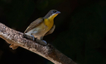 Greater Honeyguide, juvenile