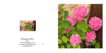 008 Hydrangea