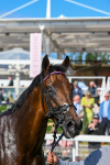 Race 6 4.55pm Darley EBF 'Confined' Novice Stakes portfolio