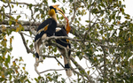Great Hornbill couple