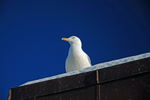 Herring Gull