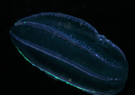 Beroe cucumis