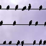 Like a Bird on a Wire ....