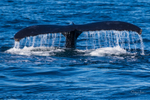 Humpback Fluke 2021 1