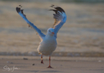 Gull Sunrise Dance 9
