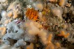 Stoney bryzoan, sponges and corals on wall reef