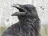 Cawing Raven
