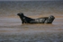 Atlantic Grey Seals on the North Norfolk Coast