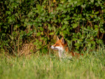 Red Fox