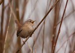 Wren - Troglodytes troglodytes RPNP0098