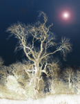 Spirit of Oak