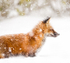 Red Fox In Snow #2