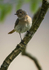 Common Redstart Female