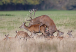 Red Deer - Cervus elaphus