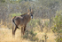 Roan Antelope