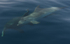 Dauphins communs