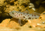UML035: Leopard spotted goby
