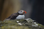 Puffin