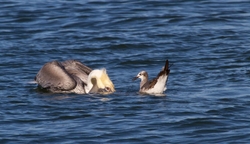  Pelicans _0001