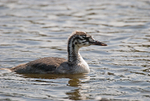 Great Crested Grebe