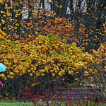 Rainy Weather - Autumn Foliage ~ Canada