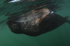 Grey Seal - Halichoerus grypus