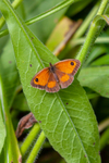 Meadow brown butterfly Maniola jurtina-0016