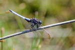 Male Keeled skimmer