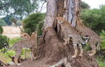 Mashatu Cubs 4