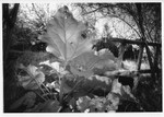 Rhubarb IR