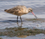 Marbled Godwit with Clam 